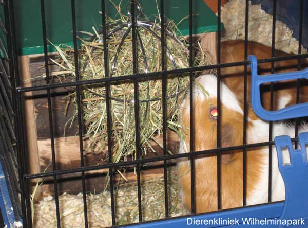 Een cavia kan hooi uit een bal trekken